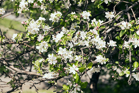 有梨花的树枝花园宏观叶子植物花瓣生长季节分支机构美丽白色图片