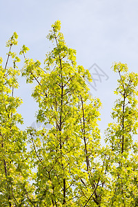 在背景中带有天空的树顶叶子风景花园植物太阳阳光森林绿色蓝色树梢图片