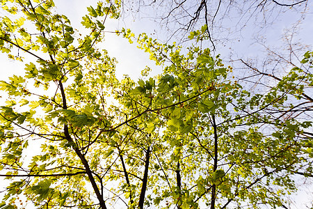 盛开的树天空绿色阳光植物群植物枝条树梢季节蓝色晴天图片