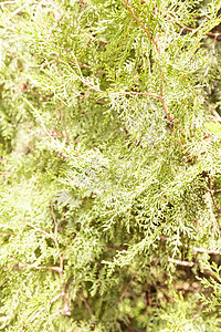 树图绿色崖柏树篱墙纸针叶花园公园叶子家庭植物群图片