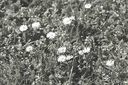 花田花朵季节洋甘菊美丽雏菊白色牧场草地乡村草本植物植物图片