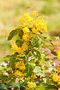 黄黄野向花瓣叶子季节性植物群草地草本植物绿色美丽植物黄色图片