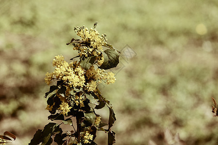 黄黄野向叶子花瓣场地绿色草地植物群植物野花美丽草本植物图片