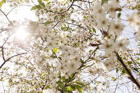 有白花的树季节植物群宏观季节性花瓣美丽植物生长白色叶子图片