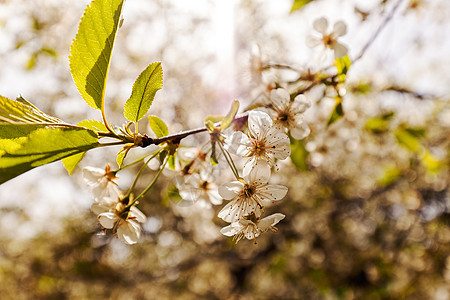 有白花的树美丽花瓣宏观季节性季节生长白色植物群植物叶子图片