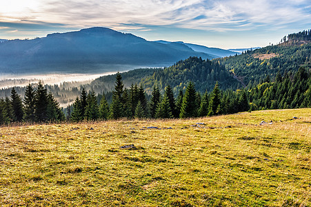 罗马尼亚大雾山的森林砍伐面积木头叶子蓝色旅行阳光草地季节公园环境山坡图片