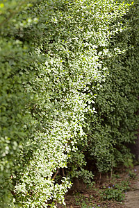 常绿树篱叶子墙纸衬套生长崖柏公园植物针叶花园绿色图片