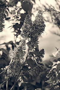 长线的圆形绿色植物紫色叶子季节花瓣生长花束衬套植物群图片