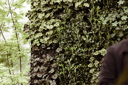野树种植者荒野生长魔法野生动物叶子树叶森林植物学绿色爬行者图片