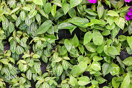 家居植物生长白色房间叶子花盆草本植物绿色园艺花园房子图片