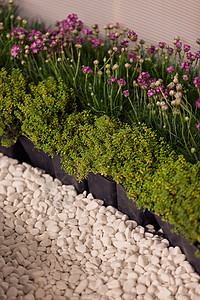家居植物花园盆栽绿色窗户叶子白色园艺房间房子花盆图片