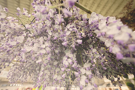 白花和紫花植物紫色白色花瓣植物群季节植物学花园图片