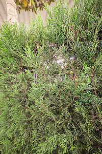 thuj 的年轻树墙纸绿色家庭树篱植物群公园针叶植物花园崖柏图片