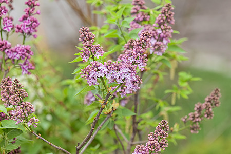 长线的圆形紫丁香植物群植物花瓣季节叶子花园花束紫色生长图片