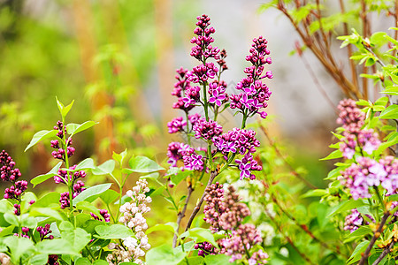 长线的圆形植物绿色衬套生长花瓣紫丁香植物群季节紫色叶子图片
