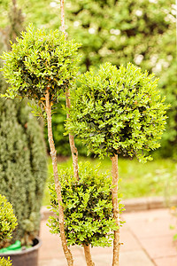 常绿灌木树篱生长花园植物群栅栏叶子植物墙纸衬套绿色图片