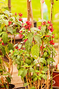 家居植物陶器园艺草本植物生长叶子棕色盆栽窗户白色绿色图片