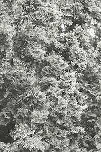 树图花园绿色白色叶子家庭墙纸公园针叶树篱植物群图片