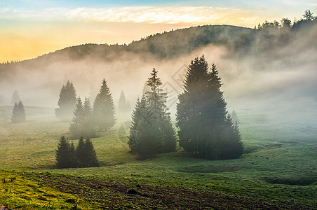 日落时阴锥林中的浓雾清晨爬坡植物阳光天空光束薄雾木头戏剧性环境松树图片
