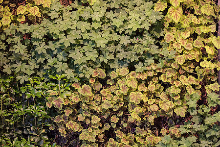 各种植物荒野草地白色土壤生长红色季节蓝色花园绿色图片