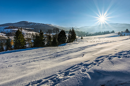 在高山的雪地草原上砍伐森林松树天空木头针叶树云杉太阳国家公园旅行场景图片