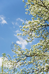 白苹果花花蜜天空花园季节城市李子花粉环境叶子植物图片