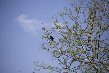 红蜂黑鸟观鸟男性多样性羽毛荒野野生动物动物沼泽鸟类生物图片