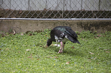 鹅水鸟多样性动物群大道青铜生态生物翅膀旅行鸭子图片