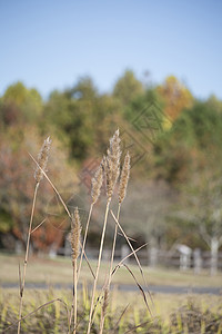 水 Reeds沼泽粮食生态芦苇橙子植物学花园植被荒野植物群图片