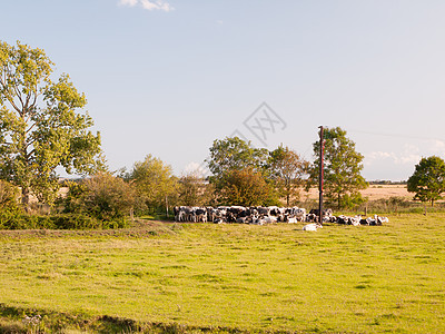 一群奶牛在草场的大门前等待着图片