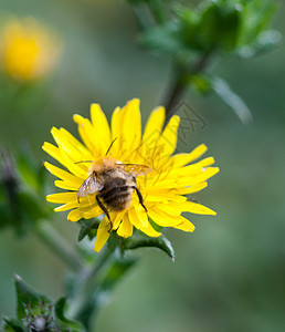 先在Dandelion的后翼上击落蜜蜂头图片