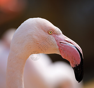 罗丝法拉明戈野生动物热带池塘翅膀羽毛异国生物荒野玫瑰眼睛图片