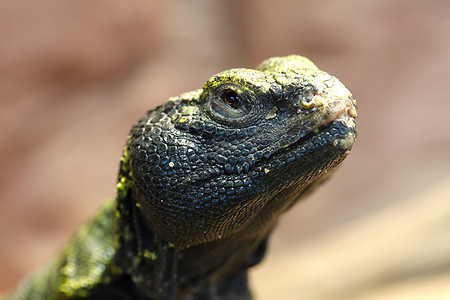 Uromastyx是非洲和亚洲的同族蜥蜴的基因野生动物动物群鞭打沙漠爬行动物食草荒野动物爬虫钟声图片