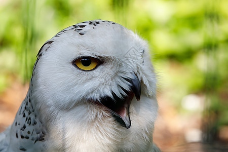 大型白鸟木头捕食者野生动物荒野羽毛智慧猎物动物猎人眼睛图片