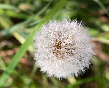 白花头种子 满是达迪利翁·德拉克森图片