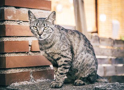 街上有美丽眼睛的猫墙纸硬木乐趣材料毛皮宠物框架木工木头哺乳动物图片