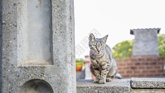 街上有美丽眼睛的猫头发宠物乐趣演员木材材料桌子框架动物乡村图片