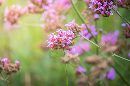 五颜六色的花的背景图片花瓣季节植物植物群粉色生长宏观紫色花束背景图片