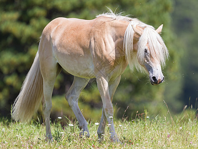 美丽的 haflinger 马在阿尔卑斯山蒂罗尔山脉拳头假期小马多云山峰动物哺乳动物金发女郎天空鬃毛图片