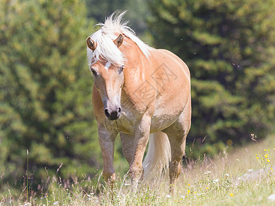 美丽的 haflinger 马在阿尔卑斯山蒂罗尔山脉哺乳动物山峰动物小马鬃毛天空金发女郎拳头多云假期图片