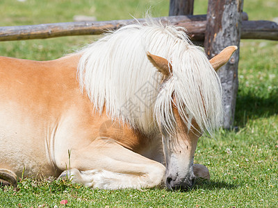 美丽的 haflinger 马在阿尔卑斯山蒂罗尔山脉动物山峰天空哺乳动物金发女郎鬃毛多云小马假期拳头图片