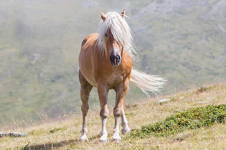 美丽的 haflinger 马在阿尔卑斯山蒂罗尔山脉天空鬃毛山峰哺乳动物拳头假期动物金发女郎多云小马图片