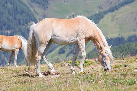 美丽的 haflinger 马在阿尔卑斯山蒂罗尔山脉小马拳头多云鬃毛假期哺乳动物金发女郎天空动物山峰图片