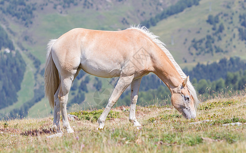 美丽的 haflinger 马在阿尔卑斯山蒂罗尔山脉金发女郎动物小马假期多云拳头山峰鬃毛天空哺乳动物图片