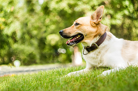 在绿草的公园里的狗狗猎犬动物犬类游戏阳光活动成人闲暇哺乳动物健康图片