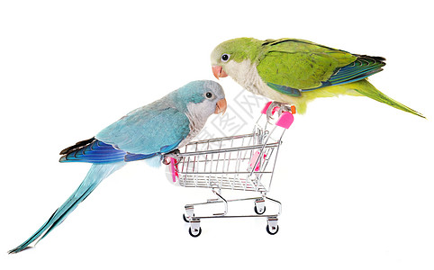 演播室的和尚鹦鹉雏鸟绿色玩具贵格蓝色动物工作室购物手推车图片
