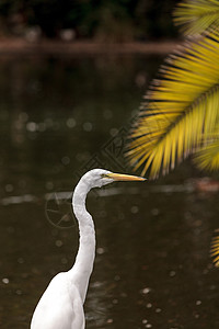 大食鸟 阿迪亚阿尔巴植物湿地野生动物绿色白色沼泽棕榈动物池塘脖子图片