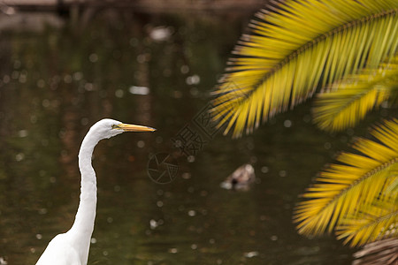 大食鸟 阿迪亚阿尔巴白色香蒲白鹭湿地羽毛植物绿色棕榈池塘脖子图片