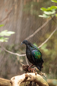 尼科巴鸽叫卡洛纳斯尼科巴里卡动物鸟类野生动物绿色羽毛荒野鸽子油棕图片