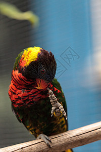彩虹洛丽凯特 叫做鹦鹉彩虹鸟类图片